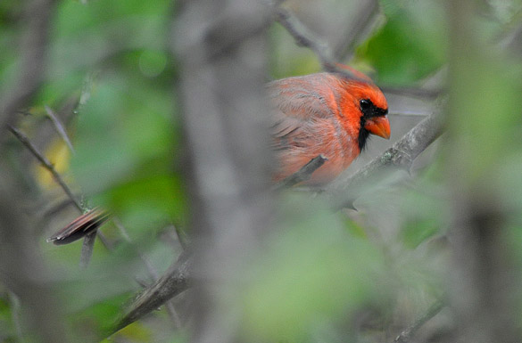 cardinal3