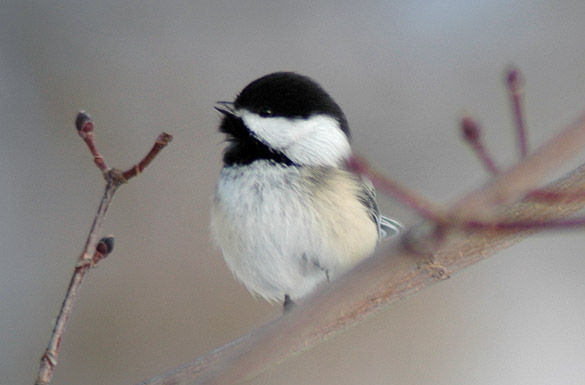 chickadee1