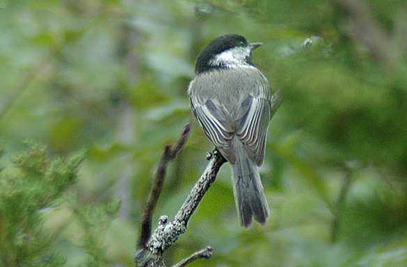 chickadee18b595a334e