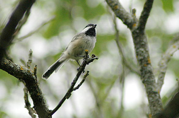 chickadee2ab6d3a5b39