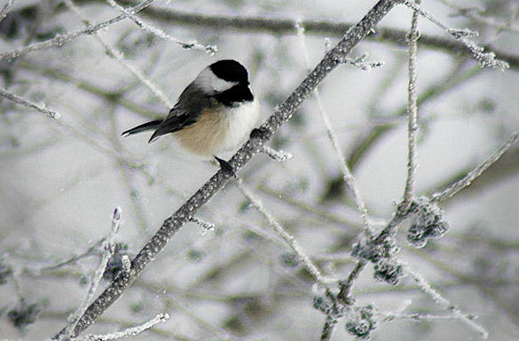 chickadee4