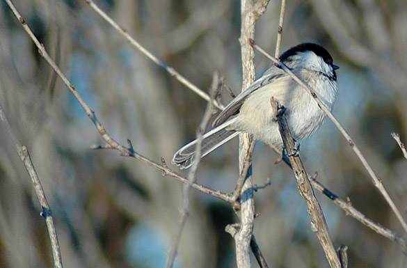 chickadee5