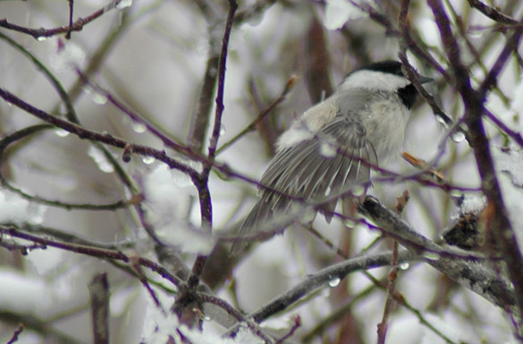 chickadee546f3083eac