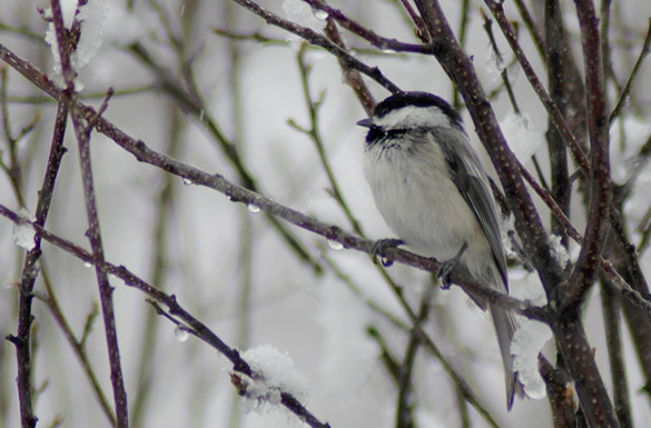 chickadee6