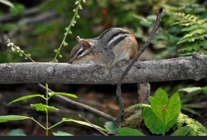 chipmunk1