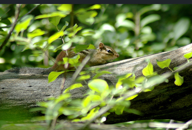 chipmunk2