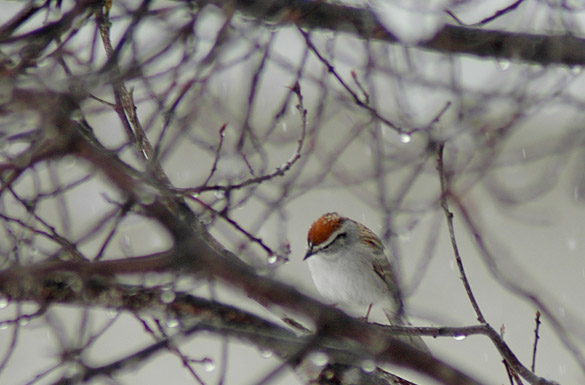 chipping-sparrow2