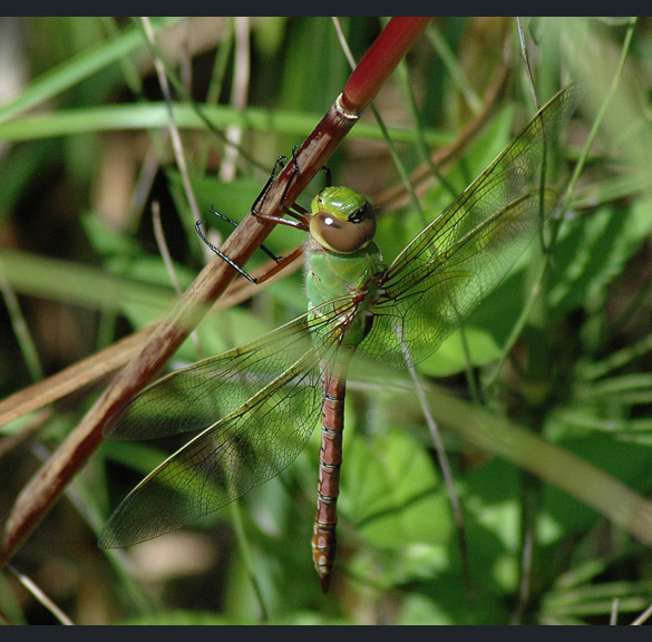 common-green-darner2 585-width