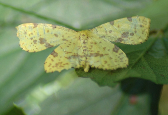 crocus-geometer-moth