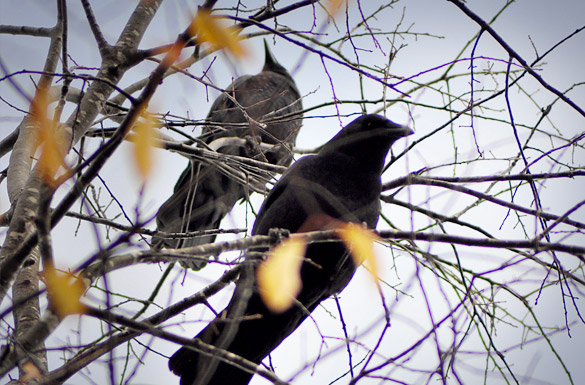 crow2