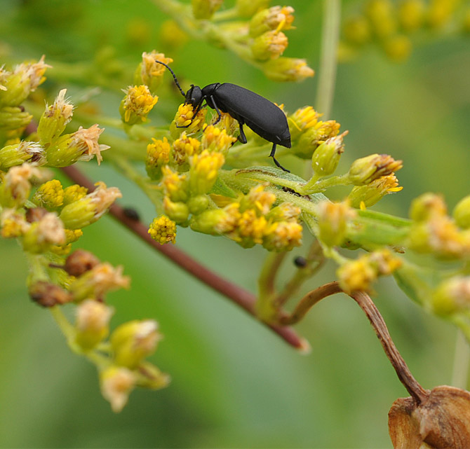 darkling-Beetle