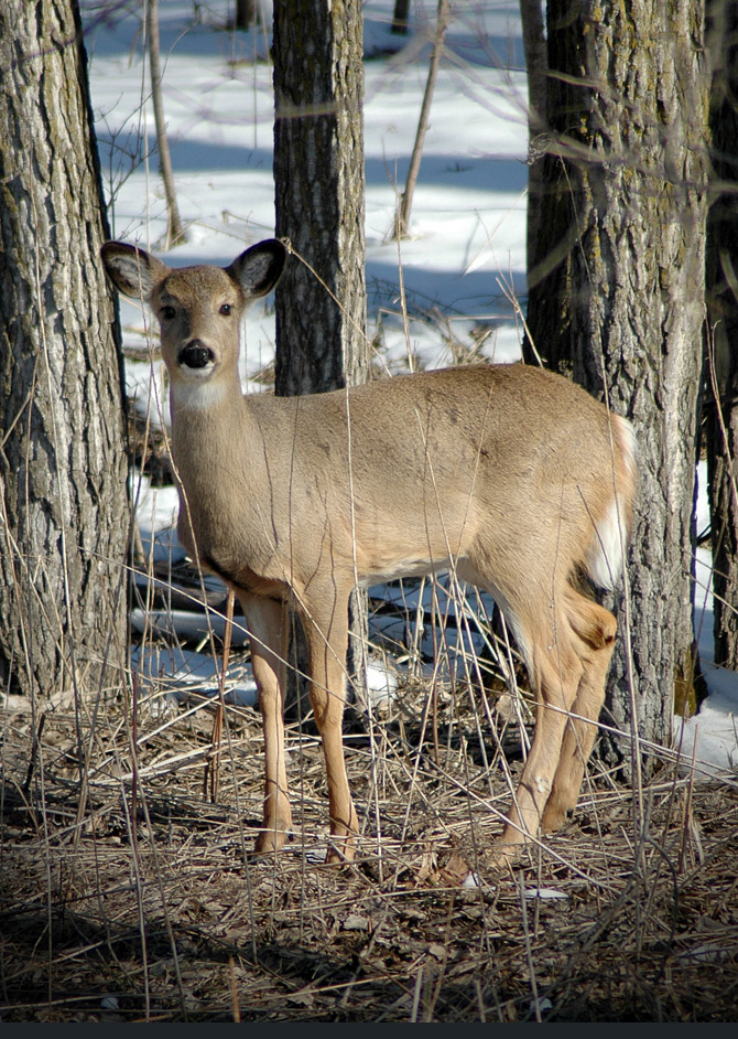 deer1