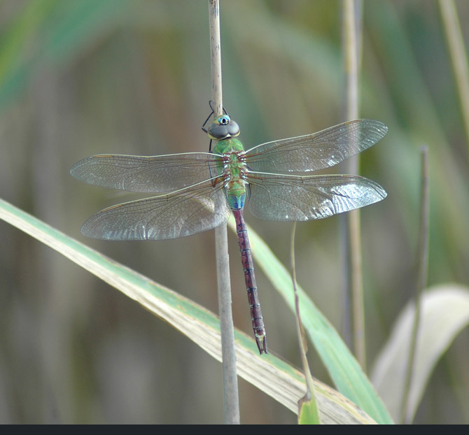 dragonfly1e4e5fce069