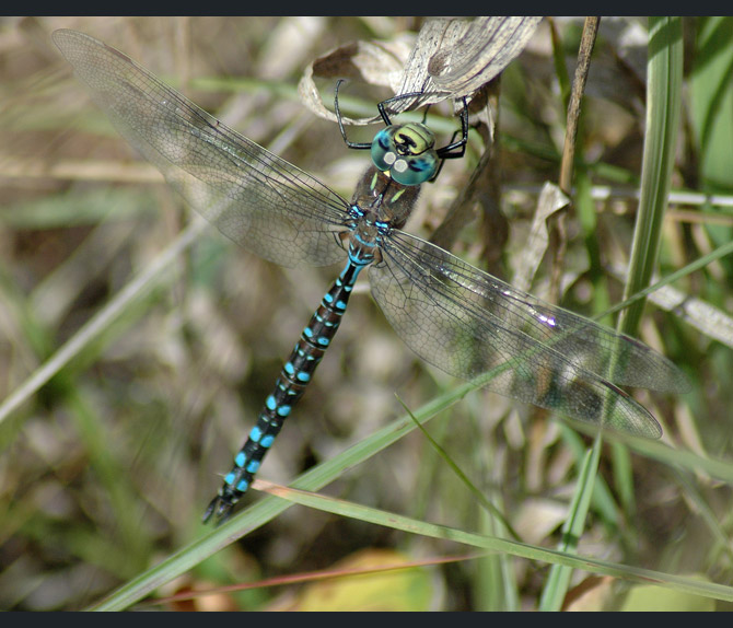 dragonfly4