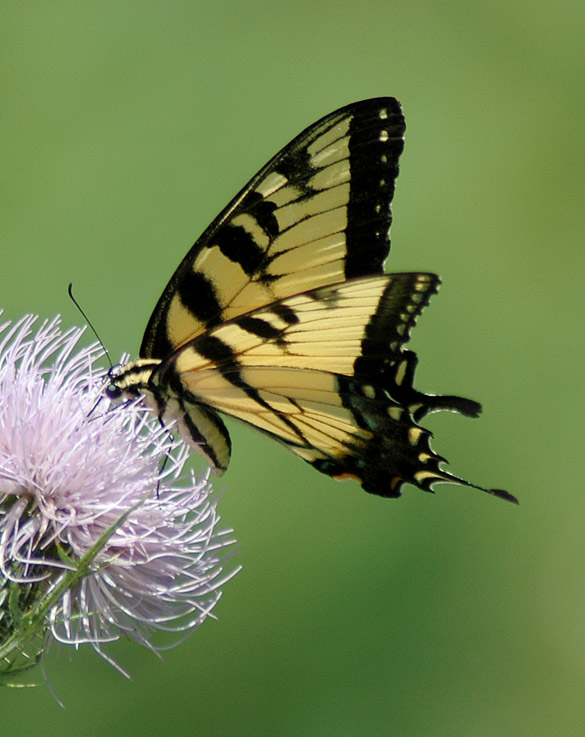 eastern-tiger-swallowtail 585-width