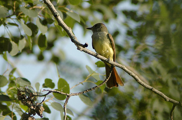 flycatcher