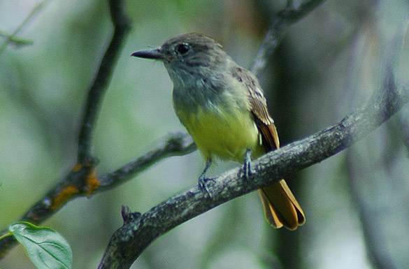 flycatcher2