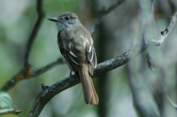 flycatcher3