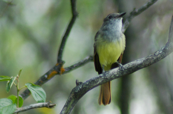 flycatcher4