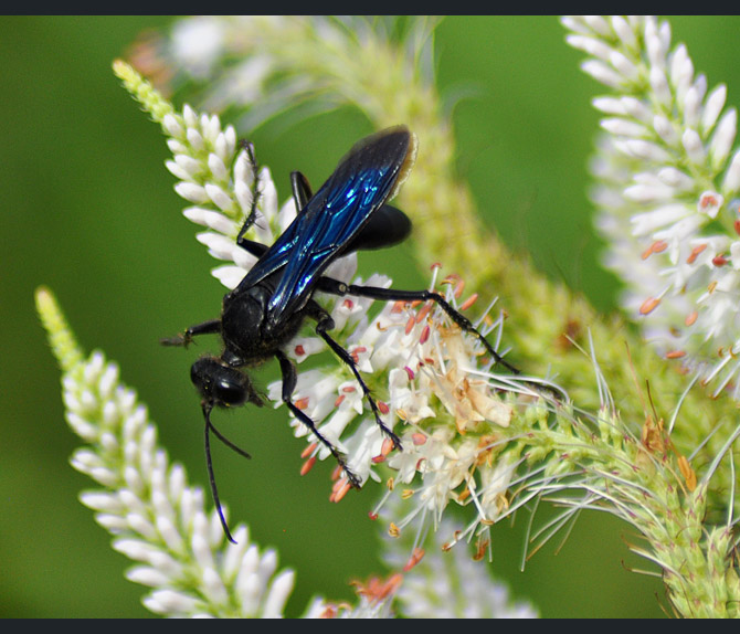 giant-black-wasp2