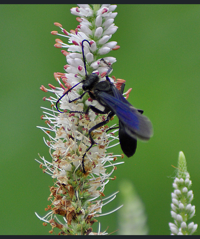 giant-black-wasp3