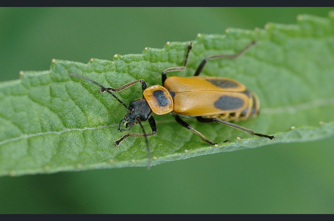 goldenrod-soldier-beetle2