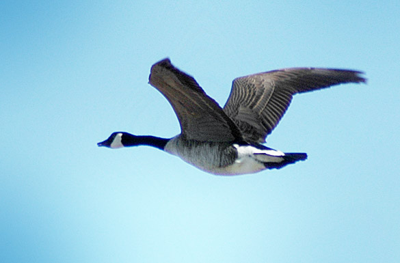 goose8