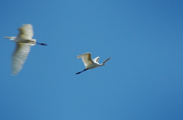 great-egret