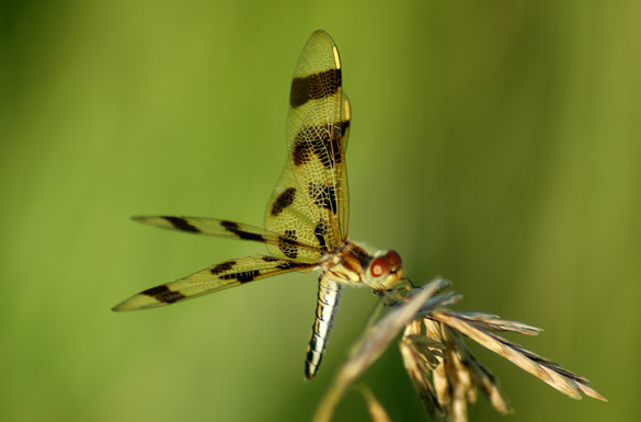 halloween-pennant1