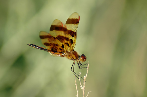 halloween-pennant10