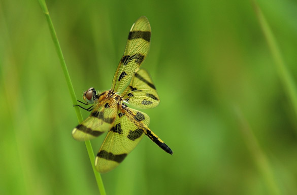 halloween-pennant3