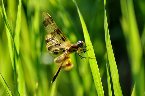 halloween-pennant6