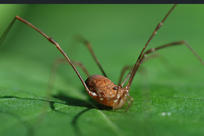 harvestman-spider2