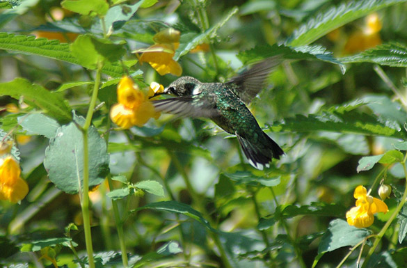 hummingbird6