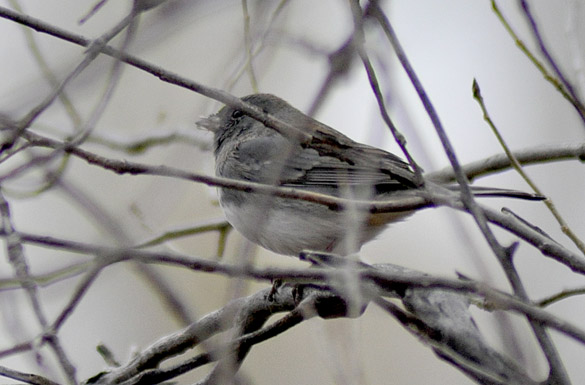 junco