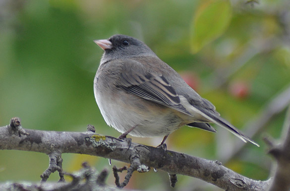 junco2