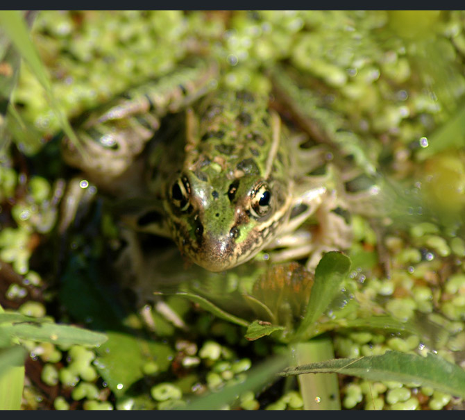 leopard-frog2