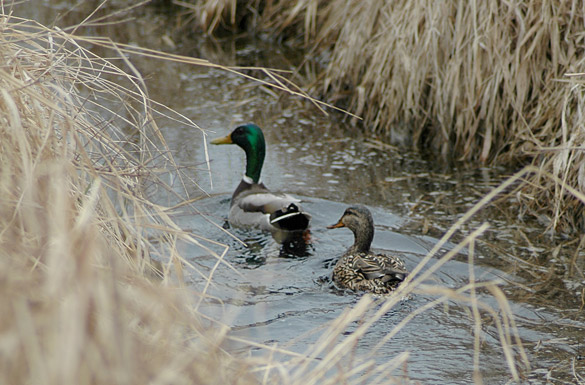 mallard-pair1