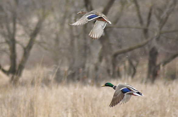 mallard-pair5