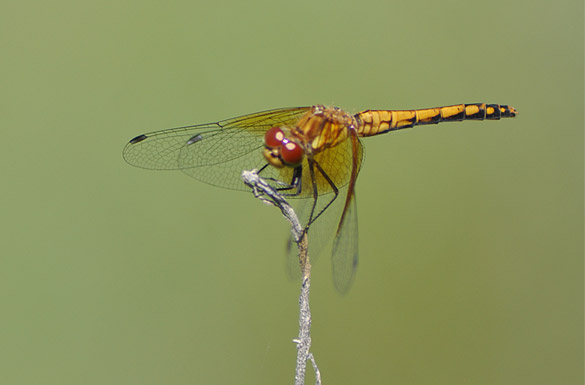 meadowhawk2