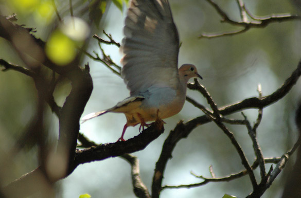 mourning-dove2