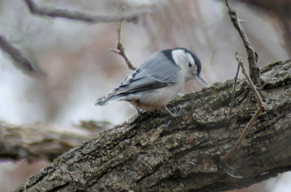 nuthatch2