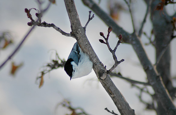 nuthatch89ff0dc8be