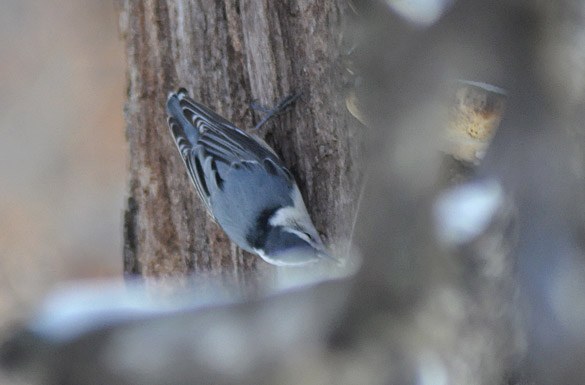 nuthatch slide-2a