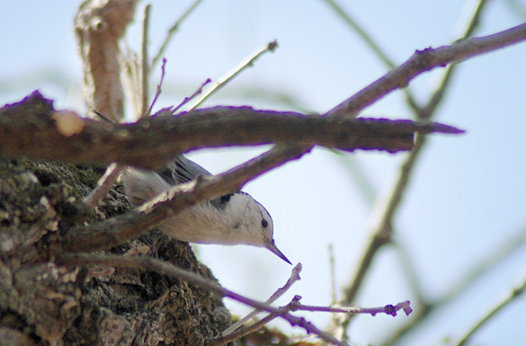 nuthatchcf650cf925