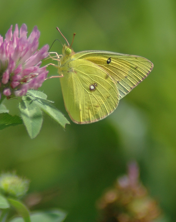 orange-sulphur 585-width