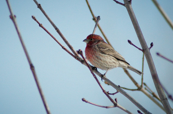 purple-finch6f62c40a59