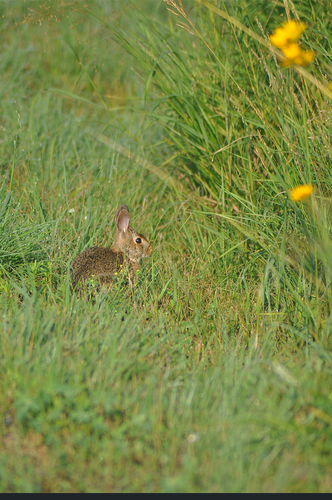 rabbit1