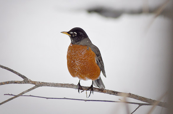 robin31cabc6f7d7