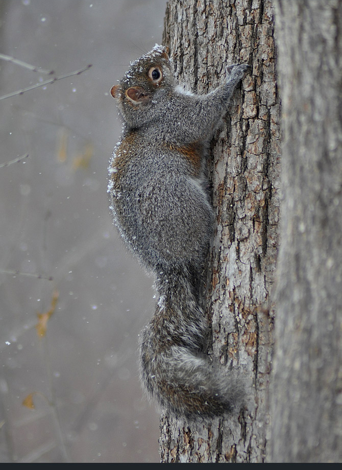 squirrel19d17c9f75b